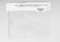 Epibryon bryophilum image